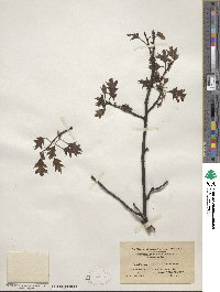 Quercus palustris image