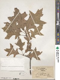 Quercus palustris image