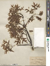 Quercus palustris image