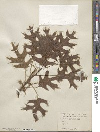 Quercus palustris image