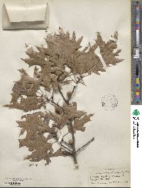 Quercus palustris image