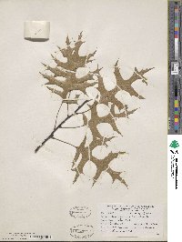 Quercus palustris image