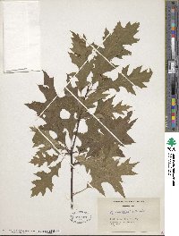 Quercus palustris image