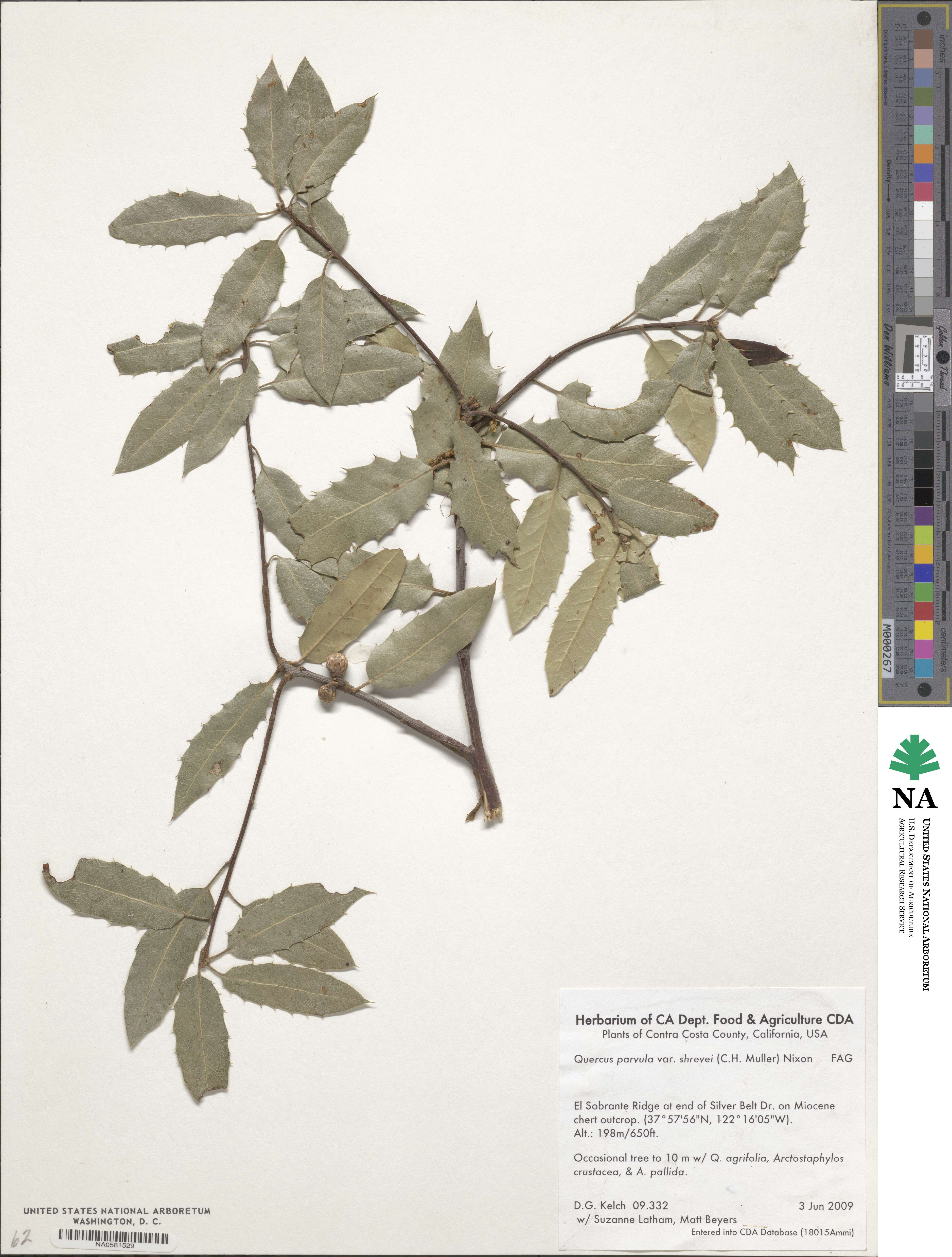 Quercus parvula var. shrevei image