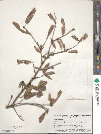 Quercus phellos image