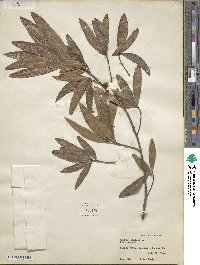 Quercus phellos image