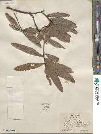 Quercus phellos image