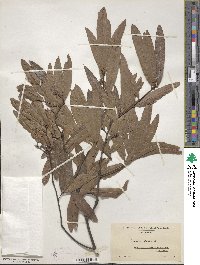 Quercus phellos image