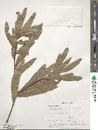 Quercus phellos image