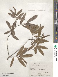 Quercus phellos image