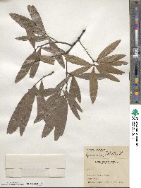 Quercus phellos image