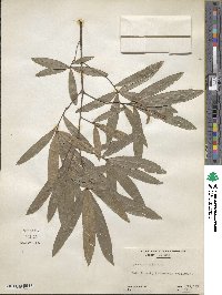 Quercus phellos image