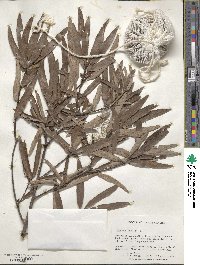 Quercus phellos image