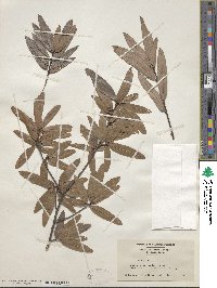 Quercus phellos image