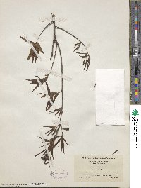 Quercus phellos image