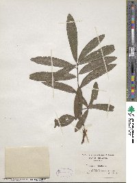 Quercus phellos image