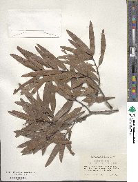 Quercus phellos image