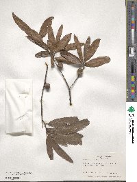 Quercus phellos image