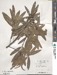 Quercus phellos image