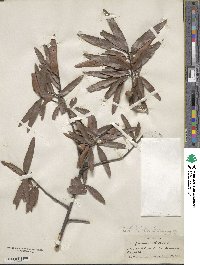 Quercus phellos image