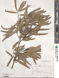 Quercus phellos image