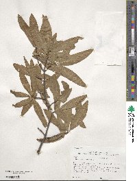 Quercus phellos image