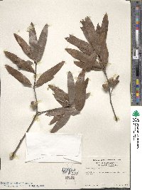 Quercus phellos image