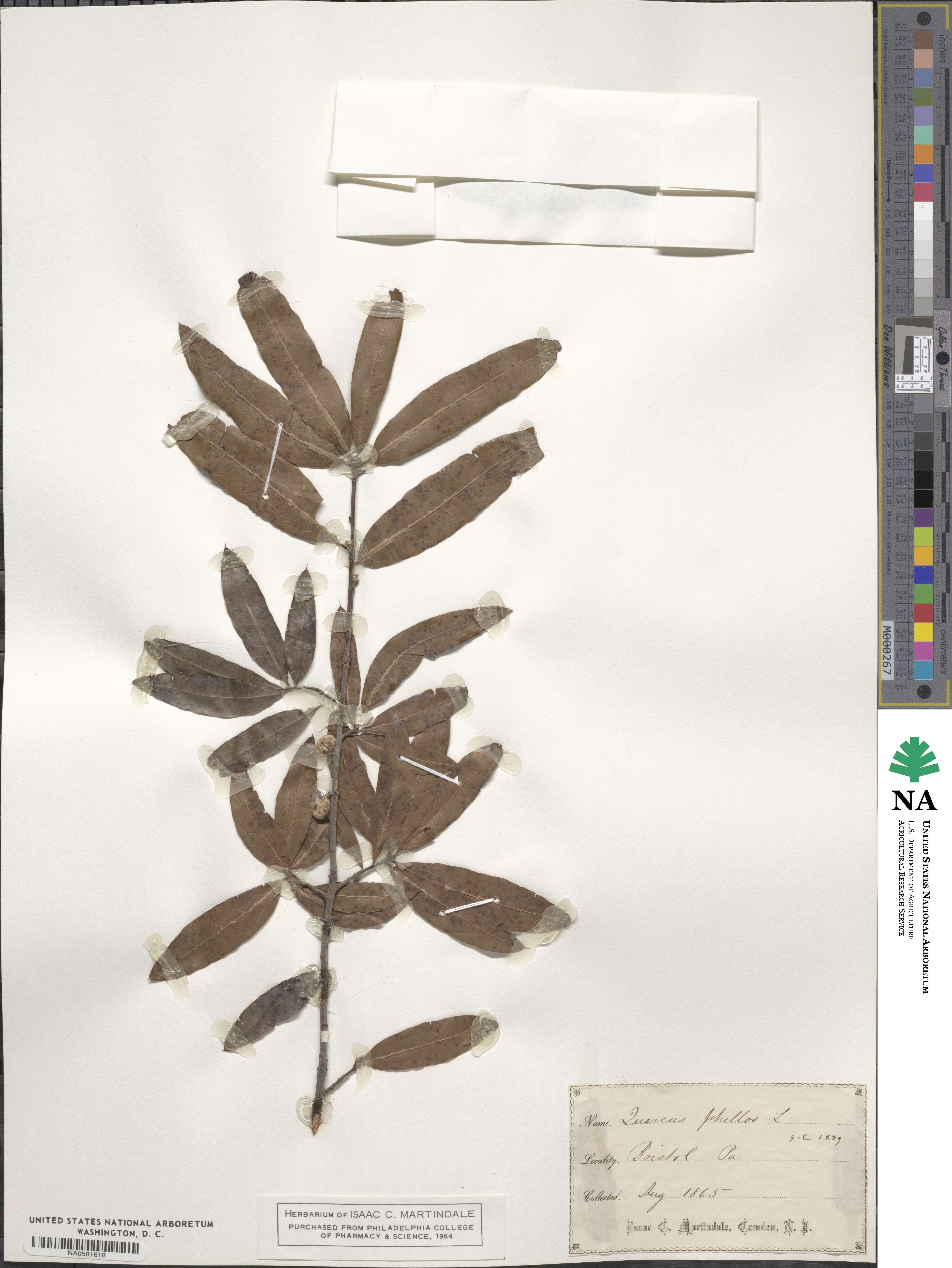 Quercus phellos image