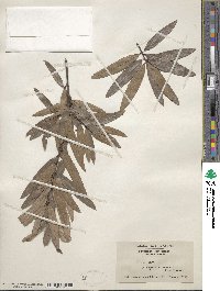 Quercus phellos image