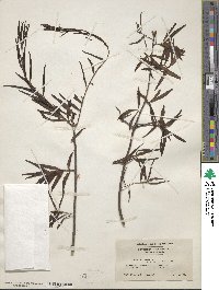 Quercus phellos image