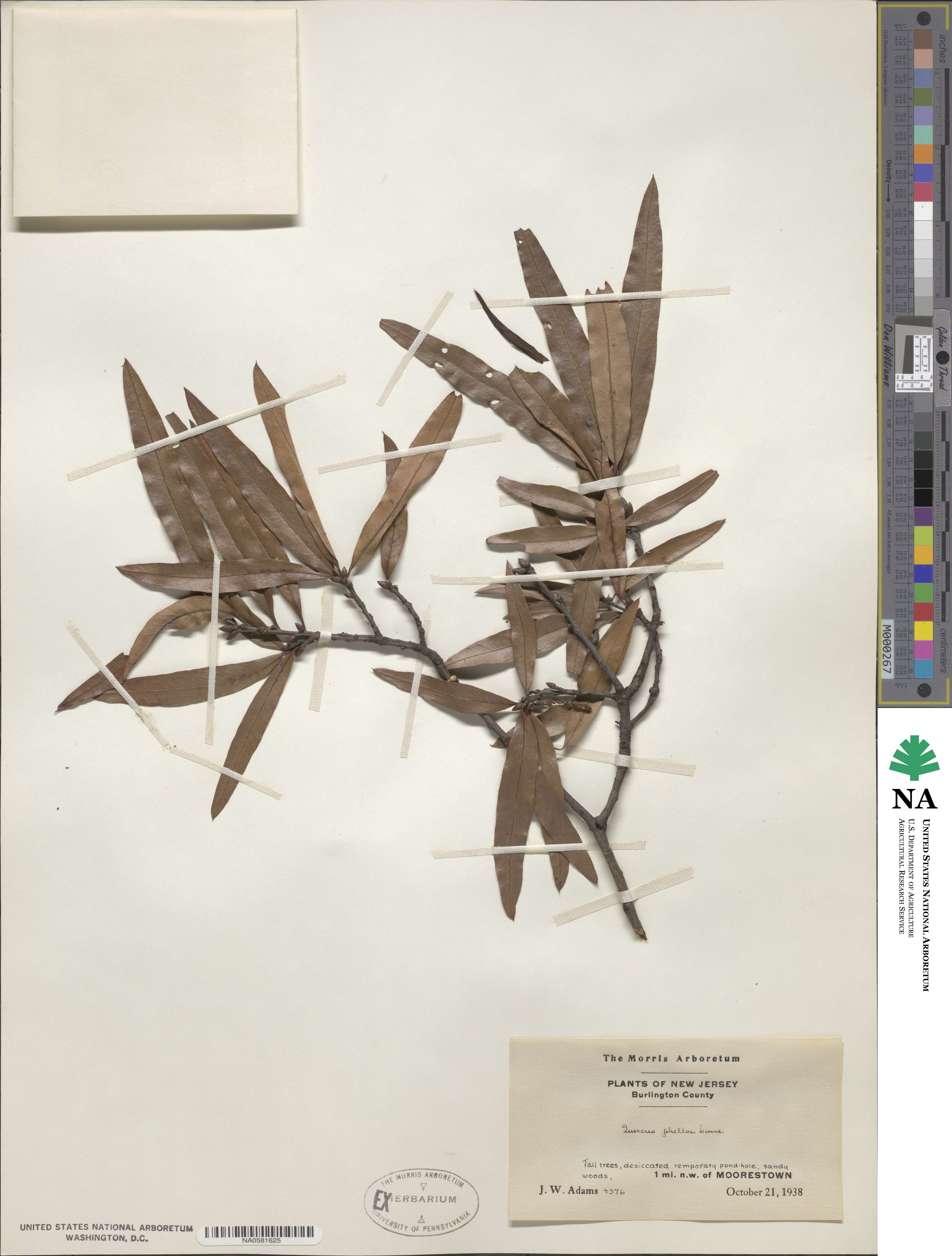 Quercus phellos image