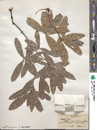 Quercus laurifolia image