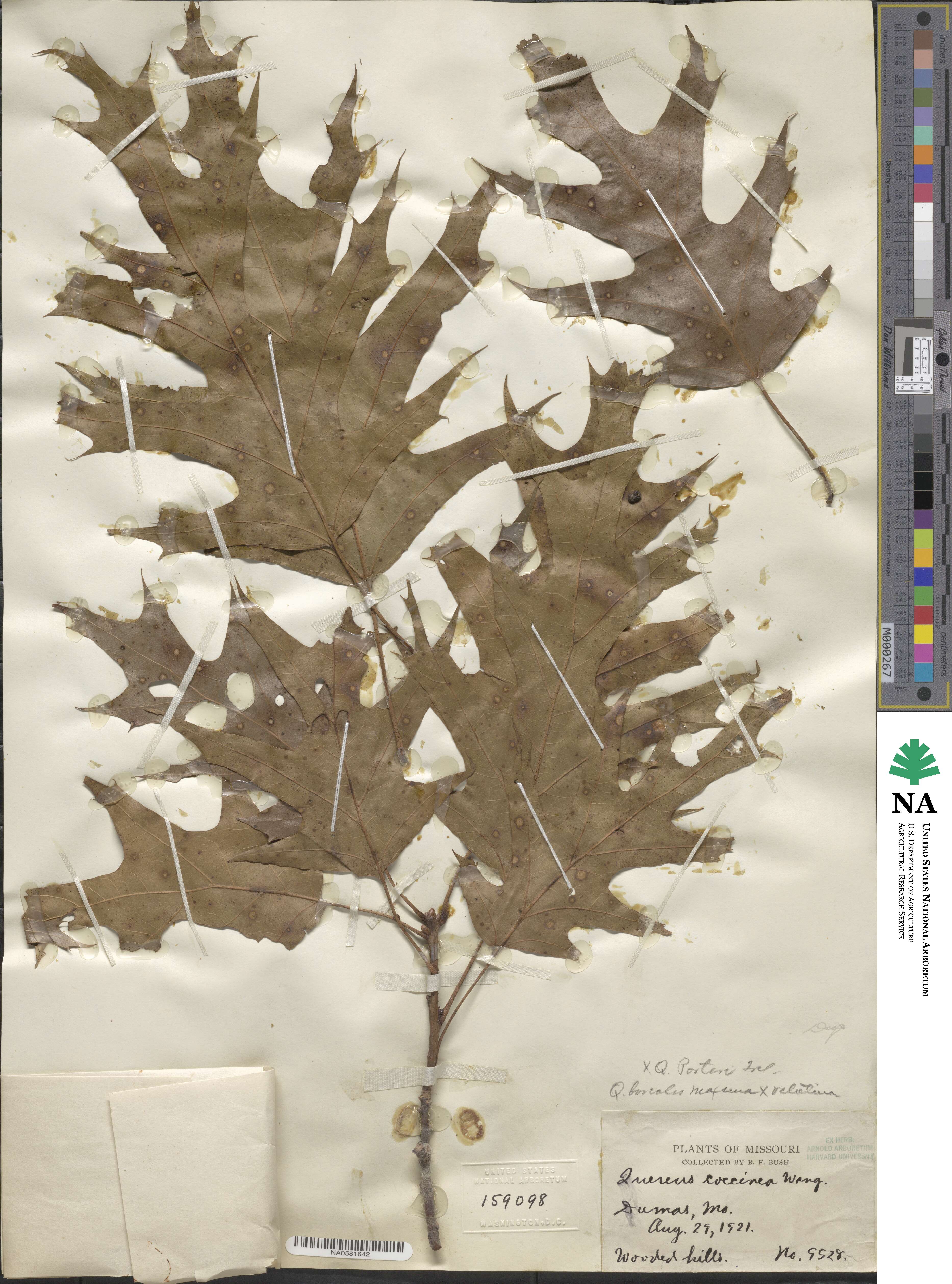 Quercus ×hawkinsiae image