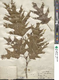 Quercus ×hawkinsiae image