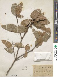 Quercus agrifolia image