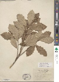 Quercus prinoides image