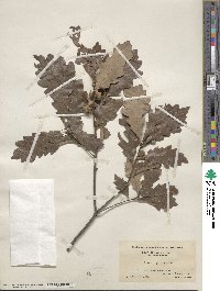 Quercus prinoides image