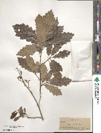 Quercus prinoides image