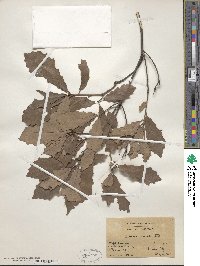 Quercus prinoides image