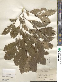 Quercus prinoides image