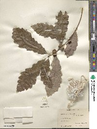 Quercus prinoides image