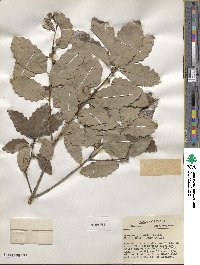 Quercus prinoides image