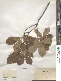 Quercus prinoides image