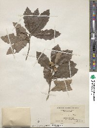 Quercus prinoides image