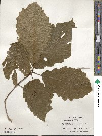 Quercus prinoides image