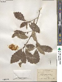 Quercus prinoides image