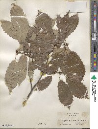 Quercus prinoides image