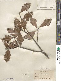 Quercus prinoides image