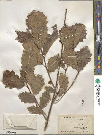 Quercus prinoides image