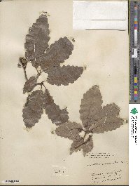 Quercus prinoides image